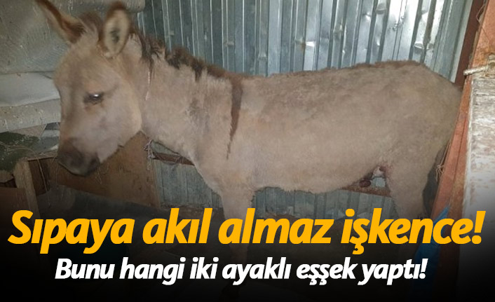 Sıpaya akıl almaz işkence!