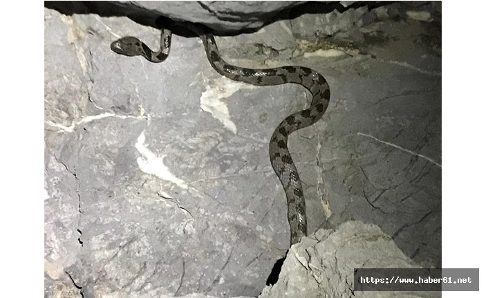 Yengeç ararken nadir görülen yılan türüyle karşılaştı