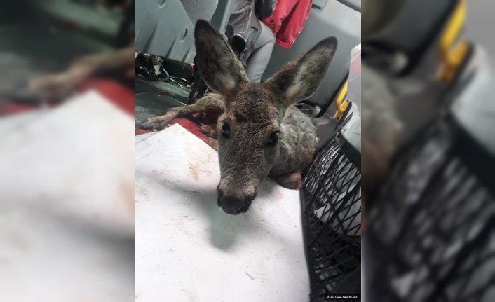 Yaralı karaca için zamanla yarıştılar 