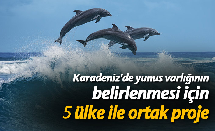 Karadeniz'de yunus varlığının belirlenmesi için 5 ülke ile ortak proje