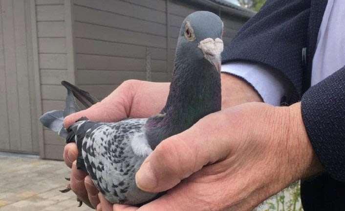 Bu güvercin iki Ferrari fiyatına satıldı