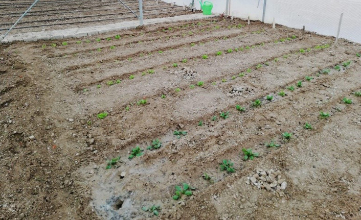 Okulda sebze yetiştiriyorlar