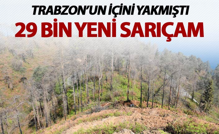 Çamburnu'na 29 bin yeni Sarıçam