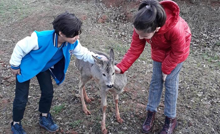 Karacalar Trabzon Botanik’te görücüye çıktı
