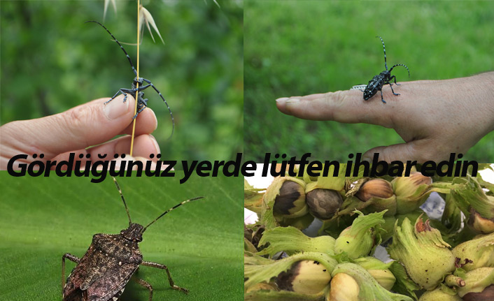 Fındıkta 'kahverengi- yeşil kokarca' tehdidi