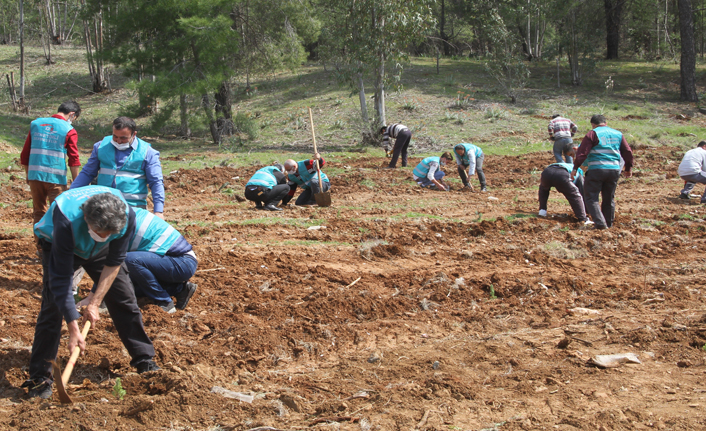 Adalet ormanı için 600 fidan dikildi