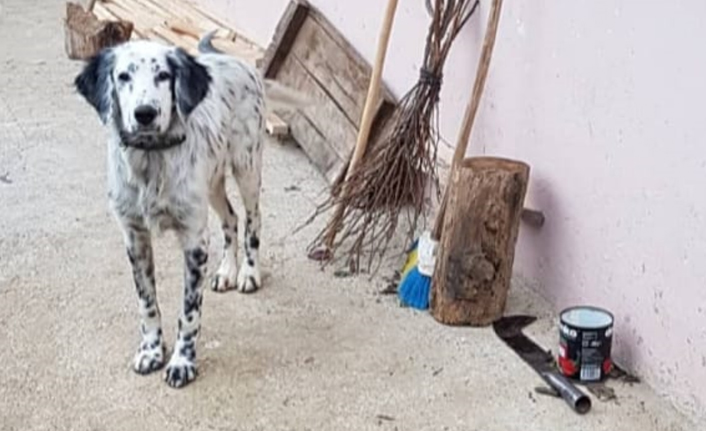 Kayıp köpeği 'Çakır'ı bulana para ödülü verecek!