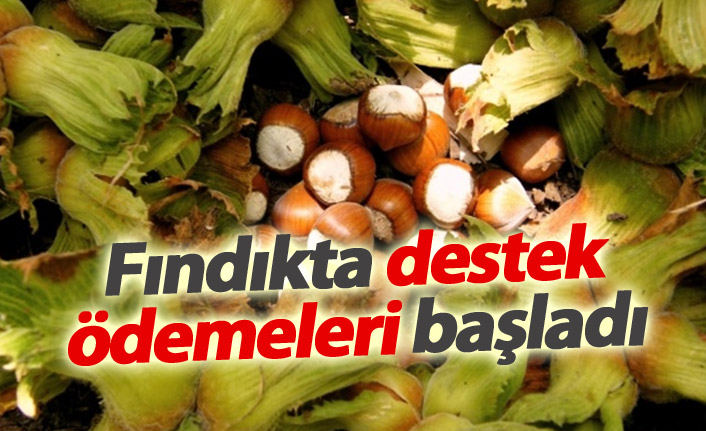Fındıkta destek ödemeleri başladı