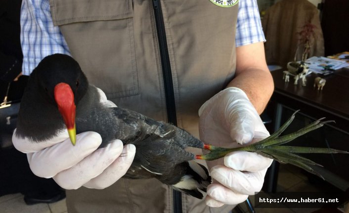  Rusya'dan güneye göç ederken yorgun düştü