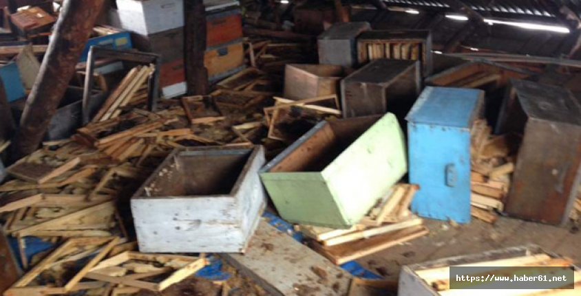 Aç kalan ayılar 10 evi talan etti