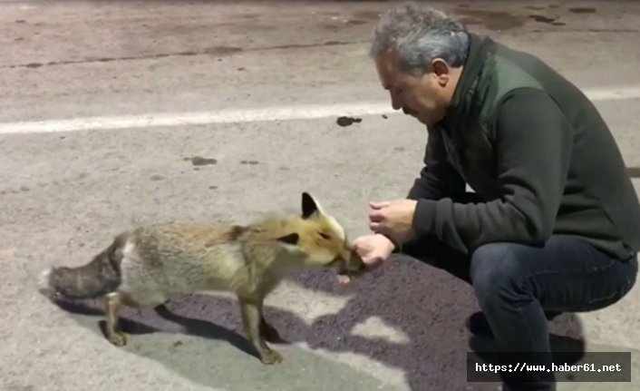 Aç kalan tilkiyi elleriyle besledi