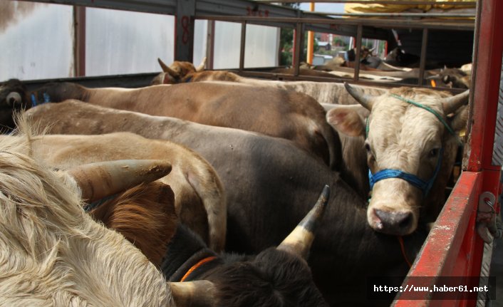 Trabzon'da kırmızı et alarmı! Arap turist artınca...