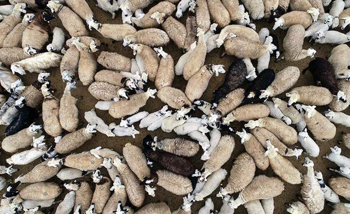 Küçükbaşta 'büyük atılım' projesine destek