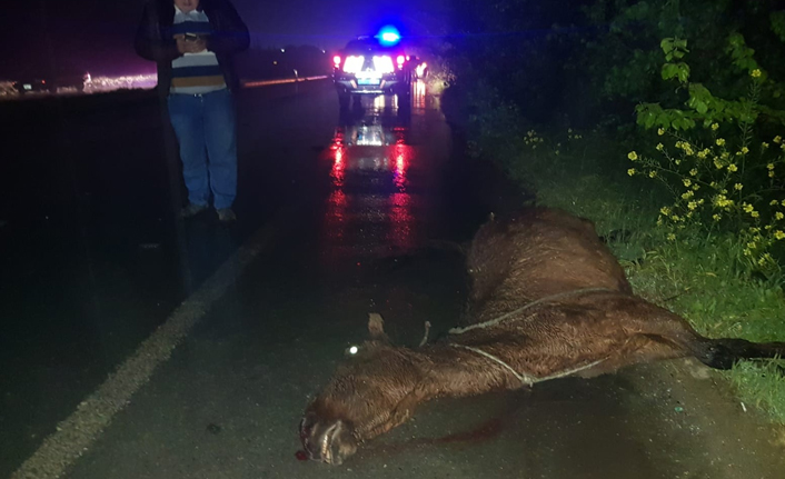 At trafiği birbirine kattı!