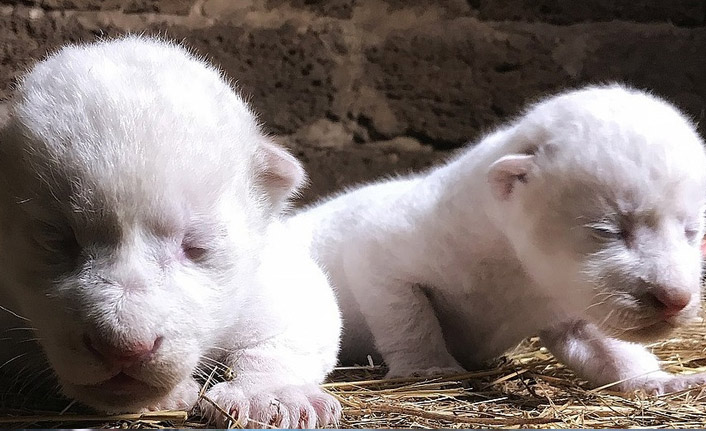 Nadir görülen iki beyaz aslan dünyaya geldi