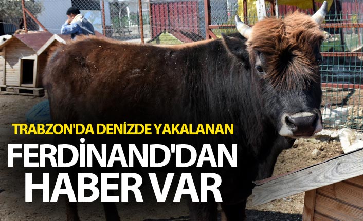 Trabzon'da denizde yakalanan Ferdinand'dan haber var
