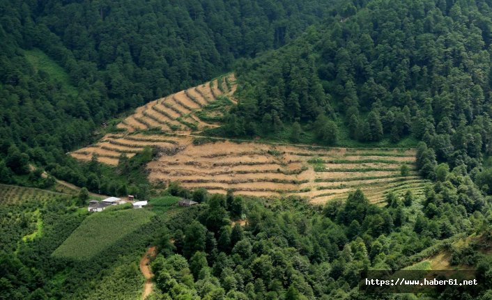 Karadeniz'de orman alanları artıyor