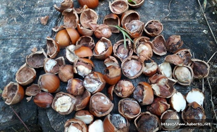 Dünyanın başı istilacı böceklerle dertte