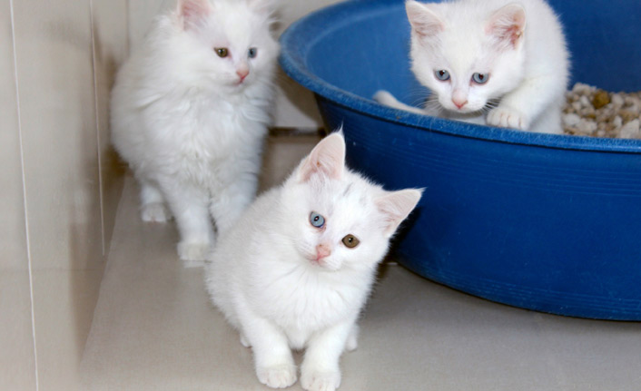 Bu özel türe sahip kedilerin, gün geçtikçe sayısı ve kalitesi artıyor