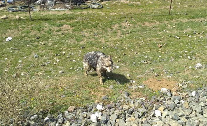 Merkeze inen kurtlar paniğe neden oldu!