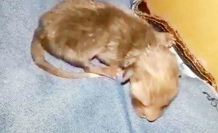 Çizgili sırtlanlar açlıktan telef oldu!