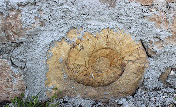 Adıyaman'da bulundu! 200 milyon yıllık...