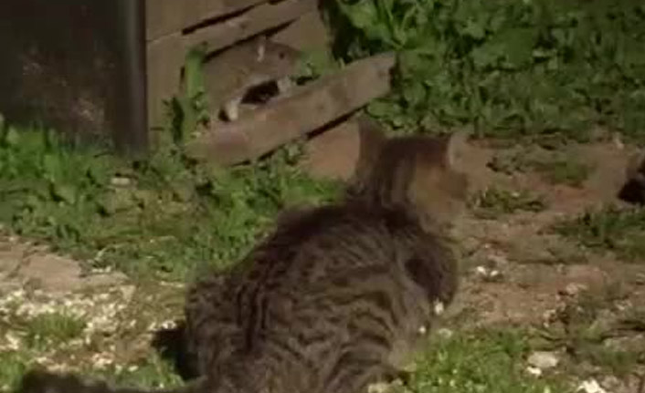 Bu kez kedilerin korkulu rüyası fareler oldu