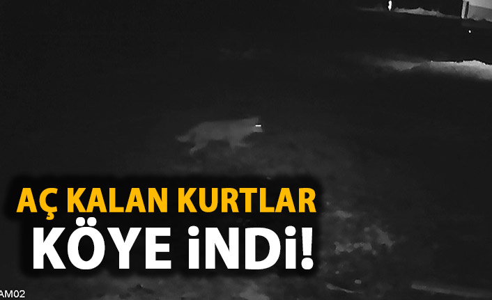  Aç kalan kurtlar köye indi