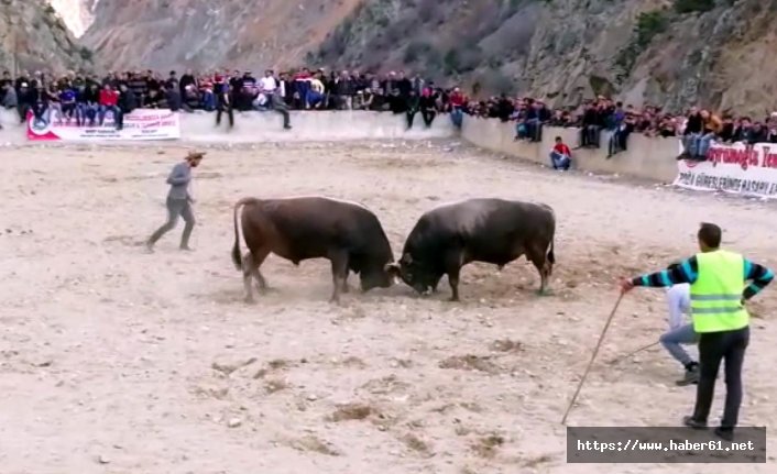 Boğa güreşi izlerken kalp krizi geçirdi