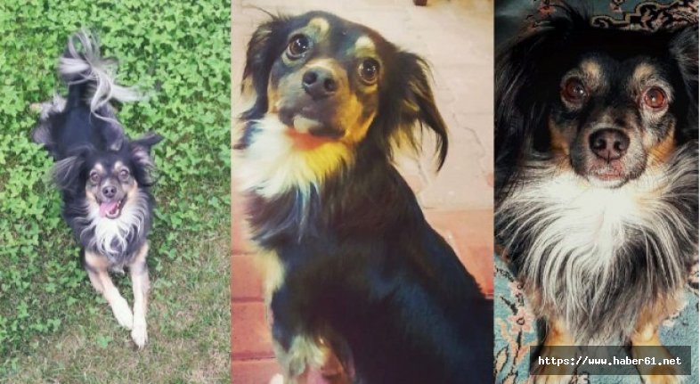 Kaybolan ve özel halk otobüsüne binen köpeğini arıyor