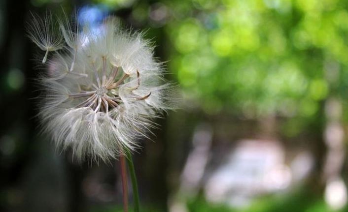 Meteoroloji bu uyarıyı ilk kez yaptı - "Hava polen durumu"