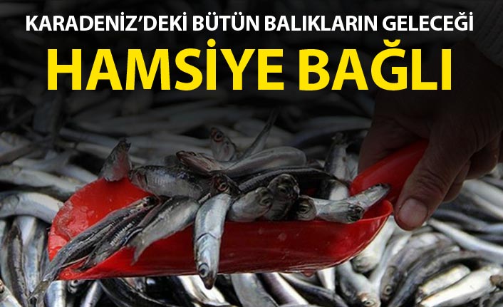 Karadeniz'deki balıkların geleceği Hamsiye bağlı