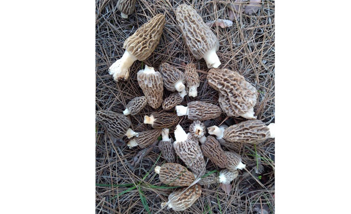 Denizli’de ‘kuzu göbeğine’ büyük ilgi