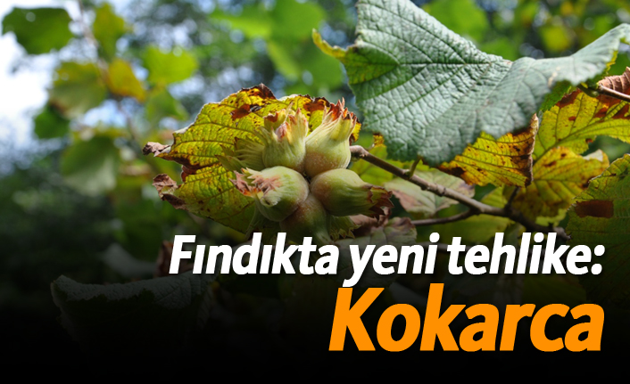Fındıkta yeni tehlike: Kokarca