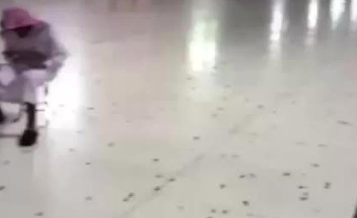 Medine'de böcekler yok edilemiyor!