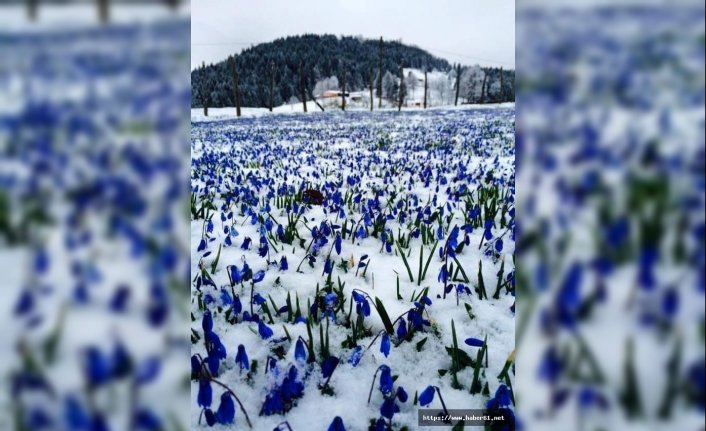 Trabzon'da Mor Yayla beyaza büründü