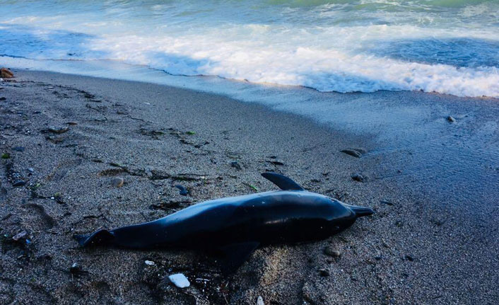 Sinop’ta 3 ölü yunus kıyıya vurdu!