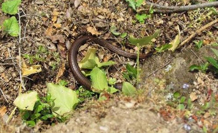 Önemli uyarı! Görürseniz sakın öldürmeyin!