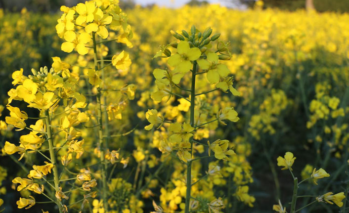 Trakya’ nın yeni ‘sarı gelini’ kanola