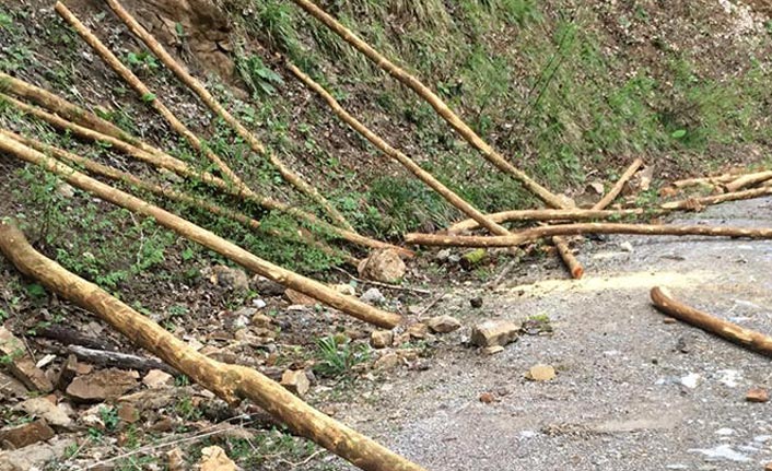 Koruma altındaki ağaçları kesmek isterken...
