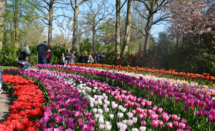 Dünyanın en büyük lale bahçesine yoğun ilgi