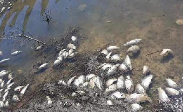 Binlerce balık telef oldu!