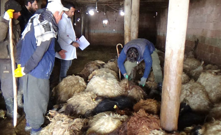 Kurtlar dehşet saçtı!