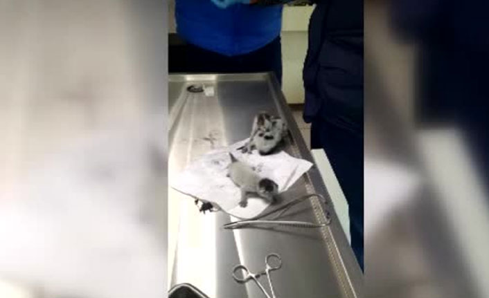 Gören şaşırıp kaldı! Dördüz kediler birbirlerine yapışık...