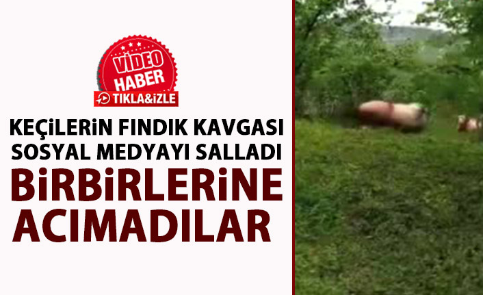 Koçların fındık bahçesindeki kavgası böyle görüntülendi