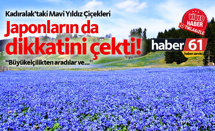 Mavi Yıldız Çiçekleri Japonların ilgisini çekti!