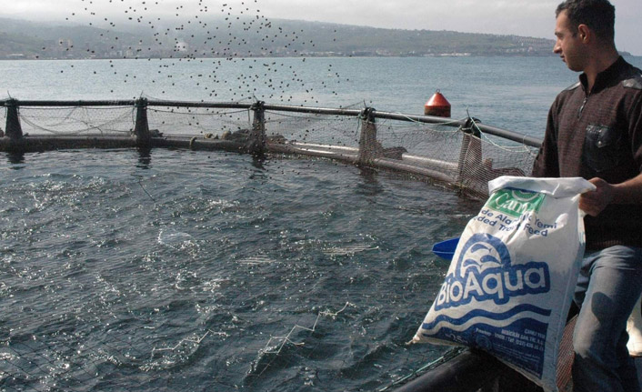 Türkiye'de avlanan balık miktarı azaldı
