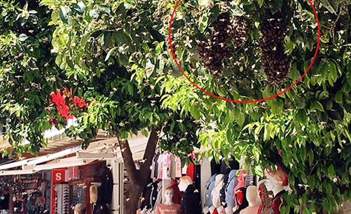 Ağaçta korkutan görüntü, kimse yaklaştırılmadı!