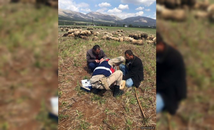 Jandarmadan yaralı çoban köpeğine şefkat eli 