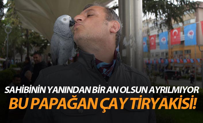 Bu papağan çay tiryakisi! - 26 Nisan 2019